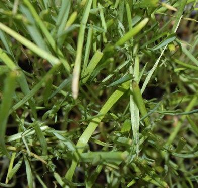 Grass Texture