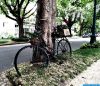 Bicycle Flower Planter