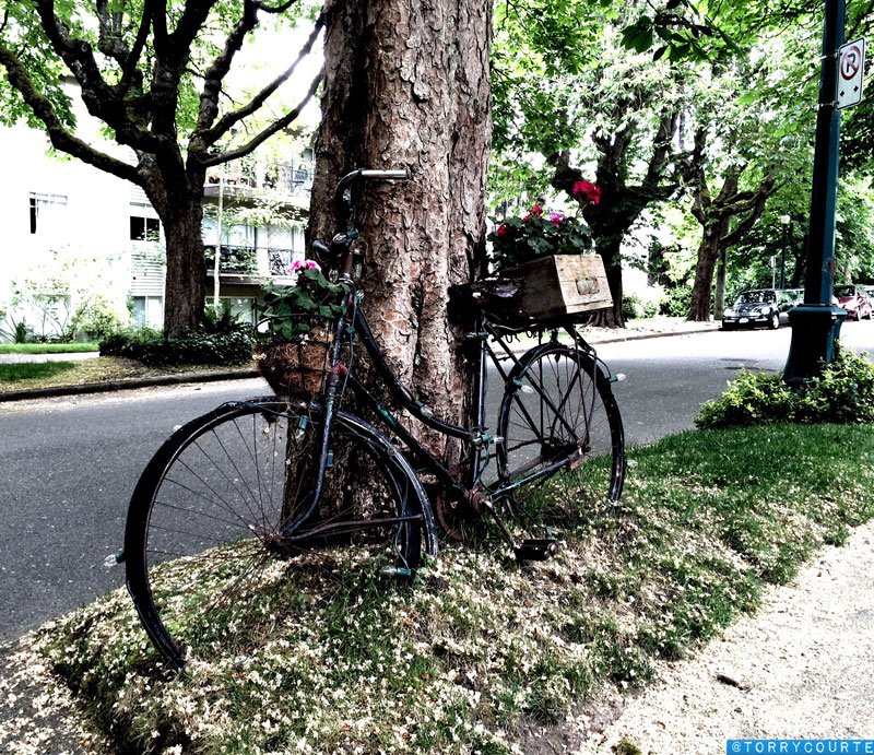 Torry_Courte_Bicycle_Photo