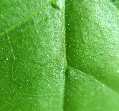 Leaf – Macro Lens Photo (by Torry Courte)