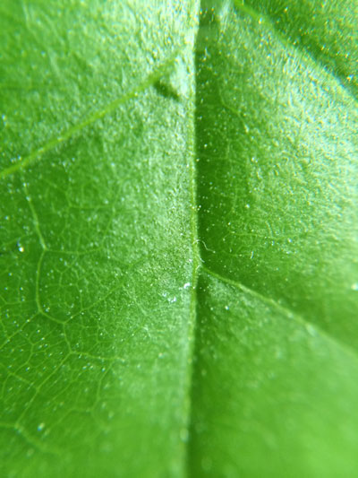 Leaf - Macro Lense