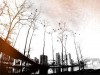 A Murder of Crows
