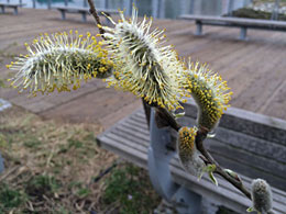 Spring Flower photo