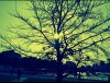Sun Through Tree