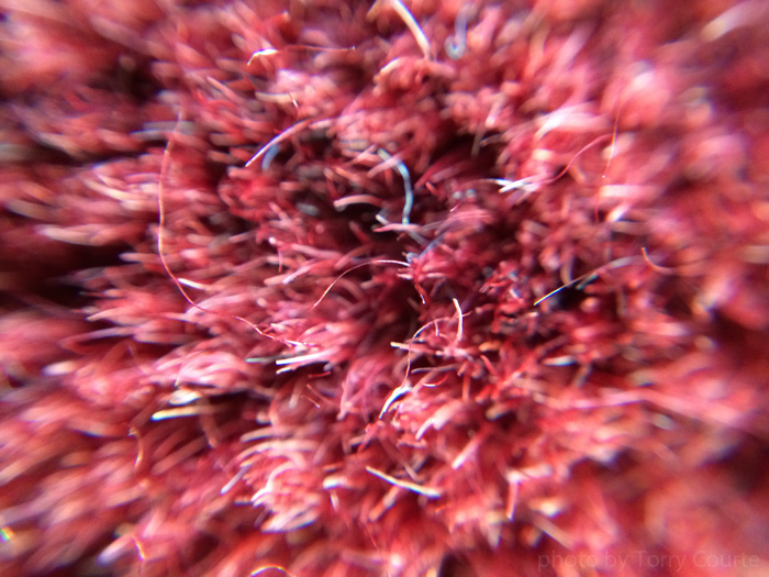 Torry Courte macro photo of fibers